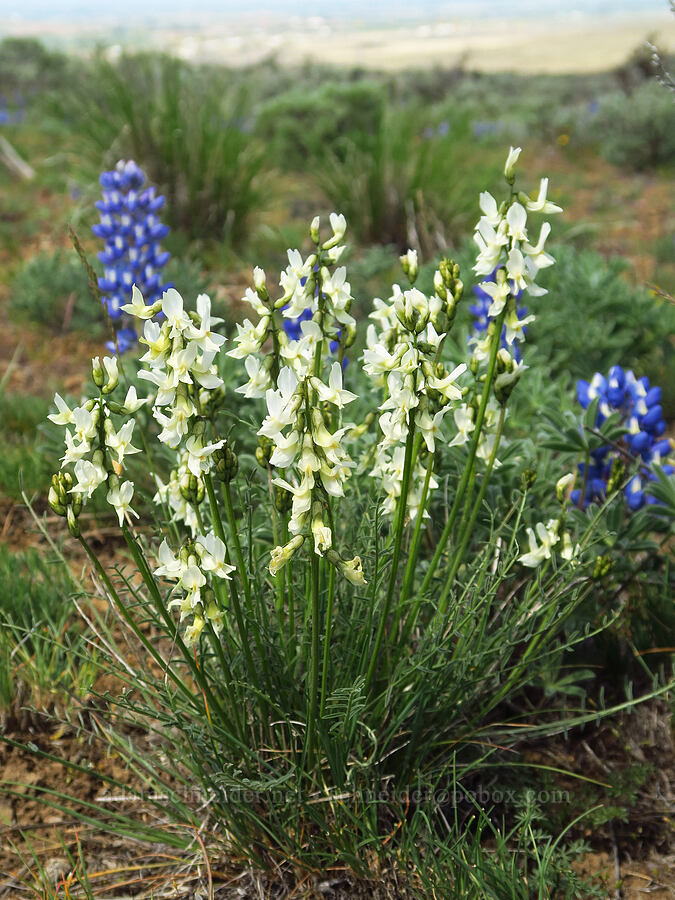 Leiberg's milk-vetch (Astragalus leibergii) [L.T. Murray/Quilomene Wildlife Area, Kittitas County, Washington]