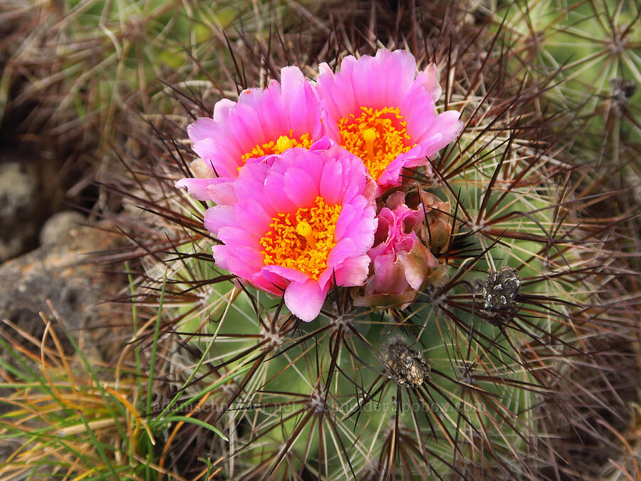 basalt cactus (Pediocactus nigrispinus (Pediocactus simpsonii var. robustior)) [L.T. Murray/Quilomene Wildlife Area, Kittitas County, Washington]