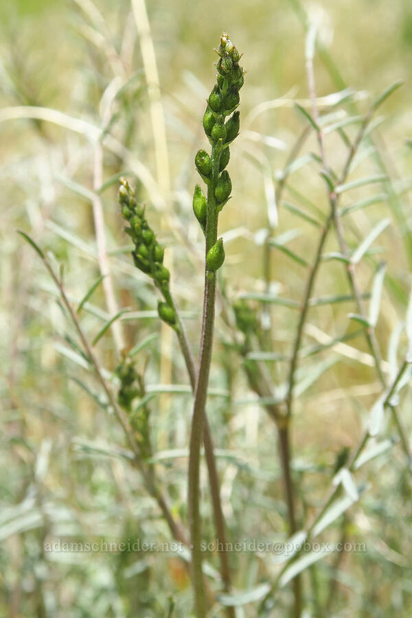 Leiberg's milk-vetch, budding (Astragalus leibergii) [L.T. Murray/Quilomene Wildlife Area, Kittitas County, Washington]