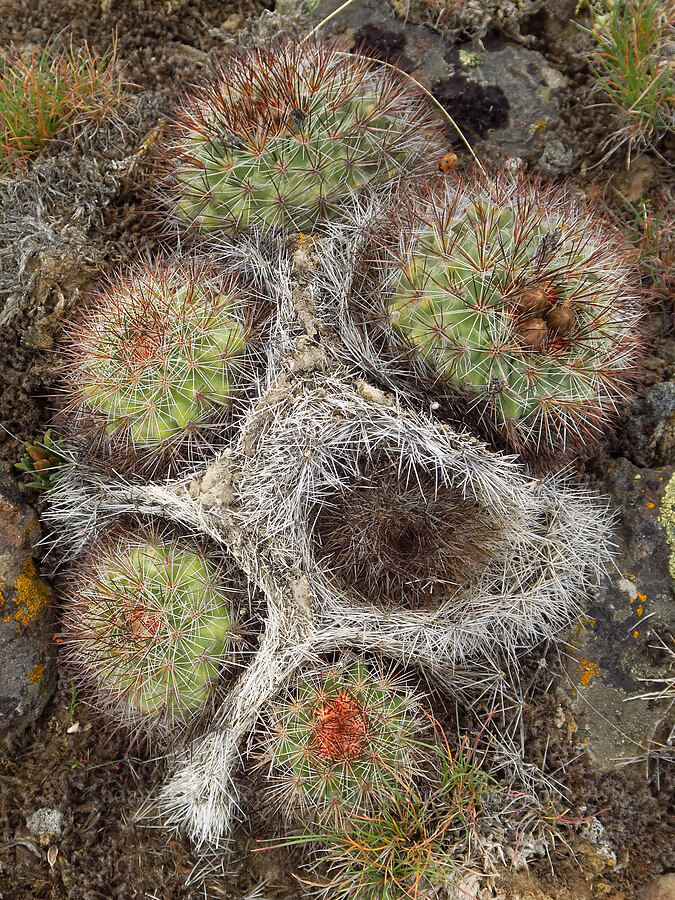 basalt cactus with old dead spines (Pediocactus nigrispinus (Pediocactus simpsonii var. robustior)) [L.T. Murray/Quilomene Wildlife Area, Kittitas County, Washington]