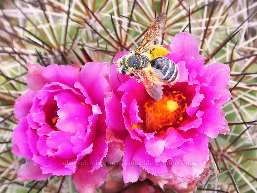 mining bee departing from basalt cactus (Andrena sp., Pediocactus nigrispinus (Pediocactus simpsonii var. robustior)) [L.T. Murray/Quilomene Wildlife Area, Kittitas County, Washington]