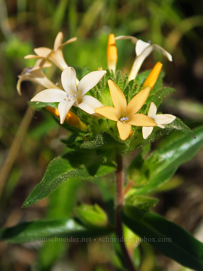 grand collomia (Collomia grandiflora) [Ginkgo Petrified Forest State Park, Kittitas County, Washington]