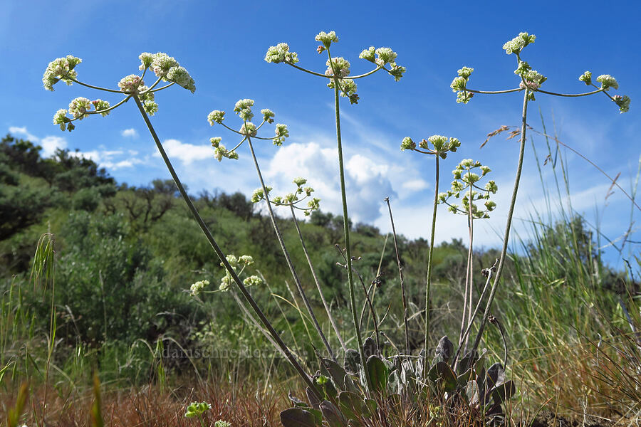 Blue Mountain buckwheat (Eriogonum strictum var. proliferum) [Ginkgo Petrified Forest State Park, Kittitas County, Washington]