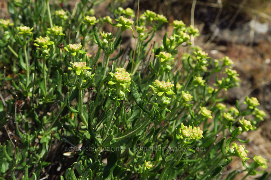 rock buckwheat, budding (Eriogonum sphaerocephalum) [Ginkgo Petrified Forest State Park, Kittitas County, Washington]