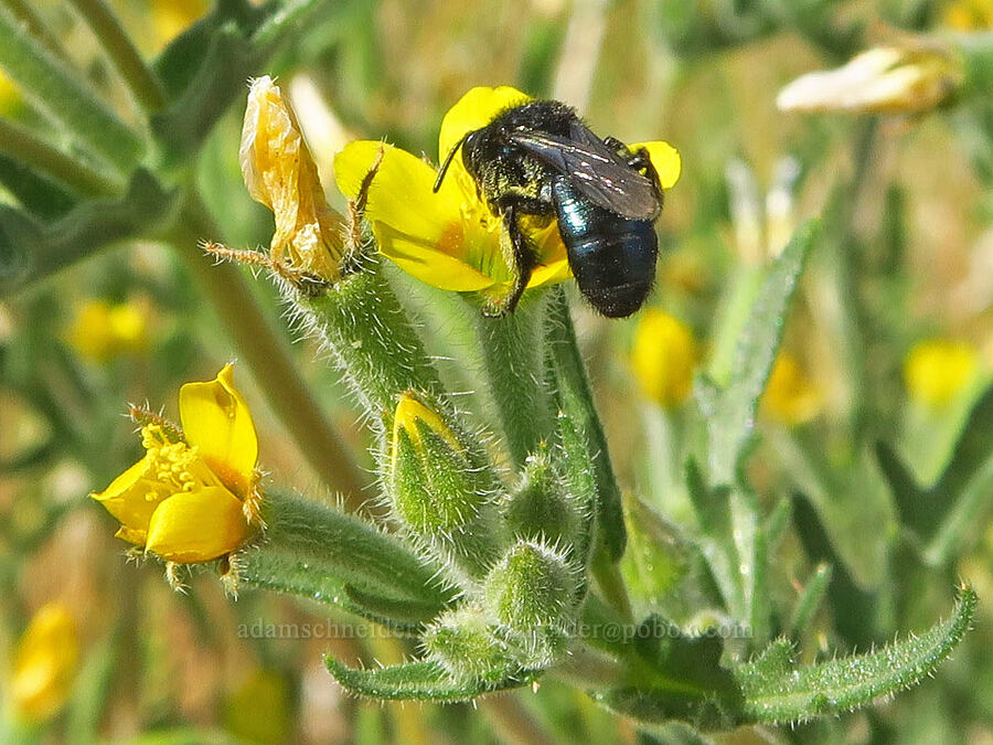 mason bee on white-stem blazing-star (Osmia sp., Mentzelia albicaulis) [Basalt Gardens, Grant County, Washington]
