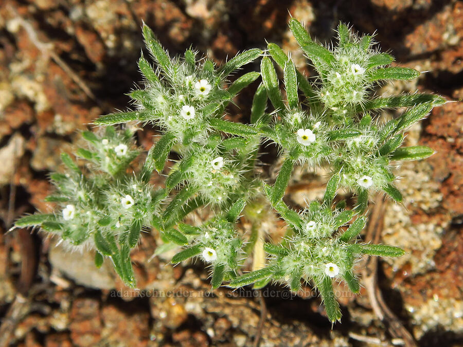 matted cryptantha (Greeneocharis circumscissa var. circumscissa (Cryptantha circumscissa var. circumscissa)) [Basalt Gardens, Grant County, Washington]