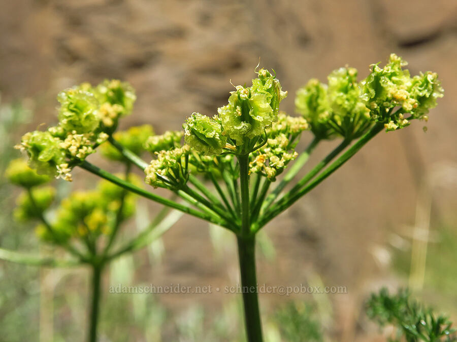 turpentine spring-parsley, going to seed (Cymopterus terebinthinus (Pteryxia terebinthina)) [Basalt Gardens, Grant County, Washington]