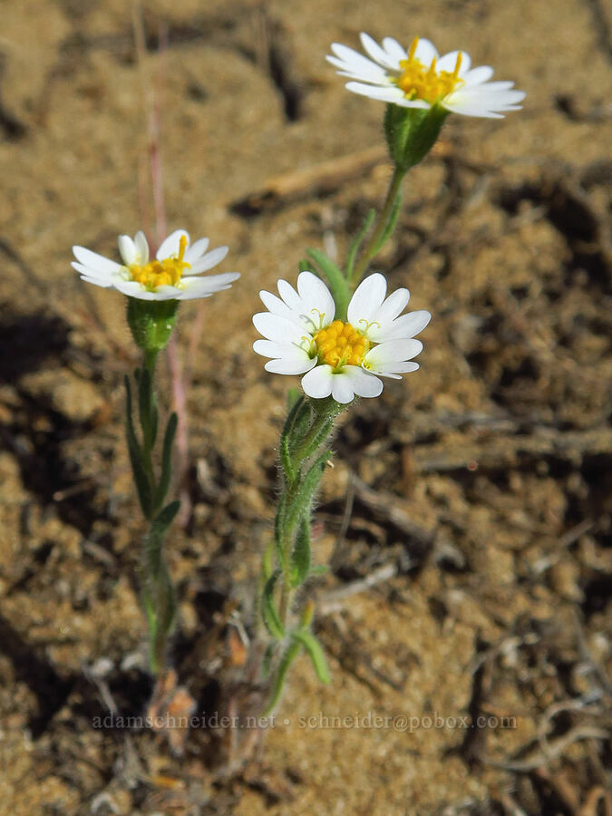white tidy-tips (Layia glandulosa) [Basalt Gardens, Grant County, Washington]