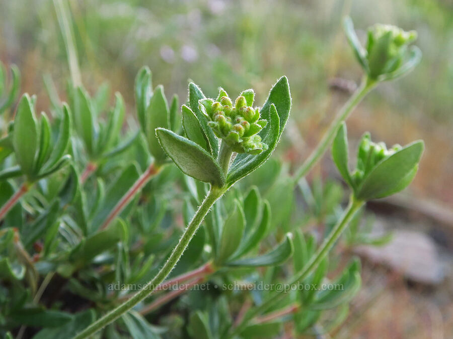 parsnip-flower buckwheat, budding (Eriogonum heracleoides) [Basalt Gardens, Grant County, Washington]