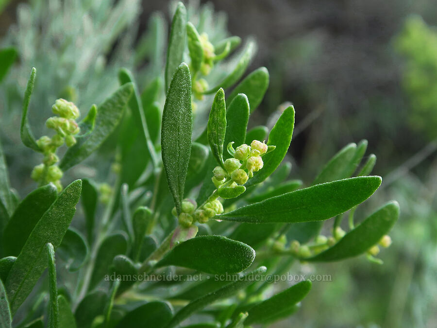 spiny hop-sage (male flowers) (Grayia spinosa (Atriplex spinosa)) [Basalt Gardens, Grant County, Washington]