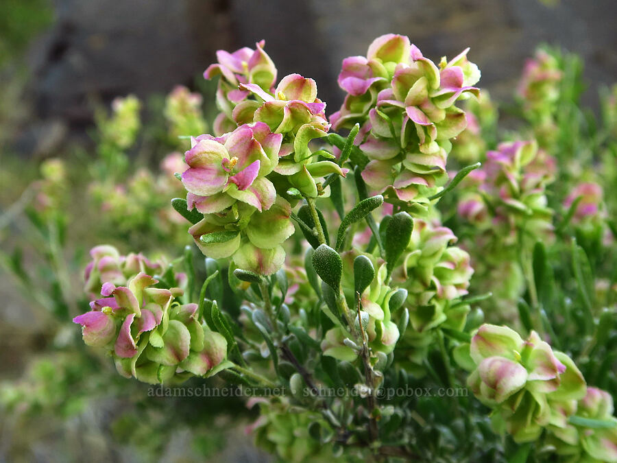 spiny hop-sage (female flowers) (Grayia spinosa (Atriplex spinosa)) [Basalt Gardens, Grant County, Washington]
