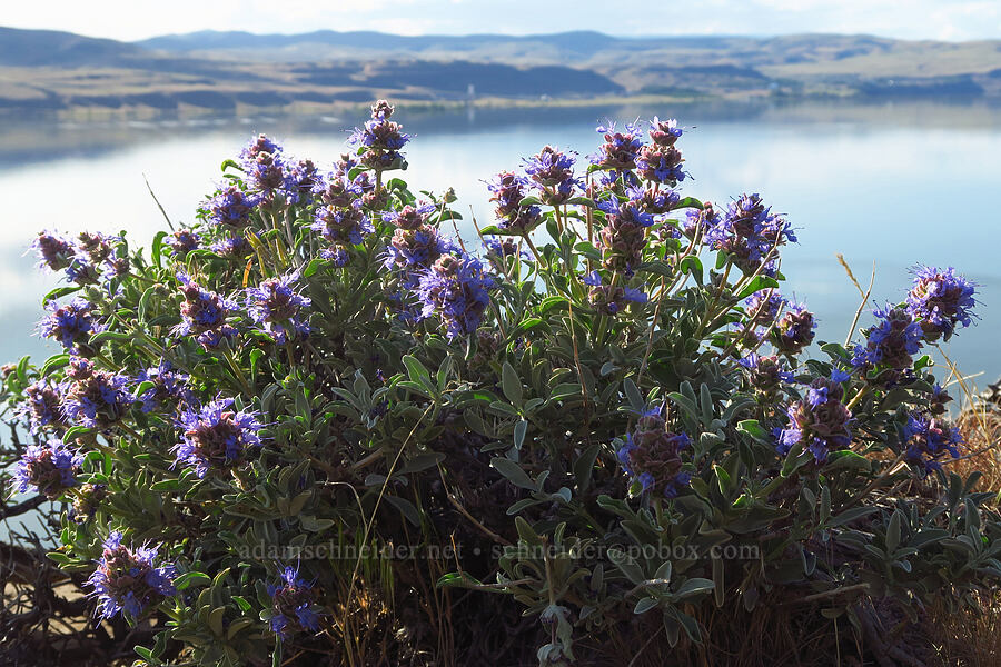 purple sage (Salvia dorrii) [Basalt Pillars, Grant County, Washington]