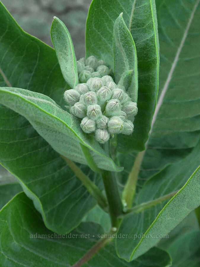 showy milkweed, budding (Asclepias speciosa) [Rocky Coulee Recreation Area, Kittitas County, Washington]