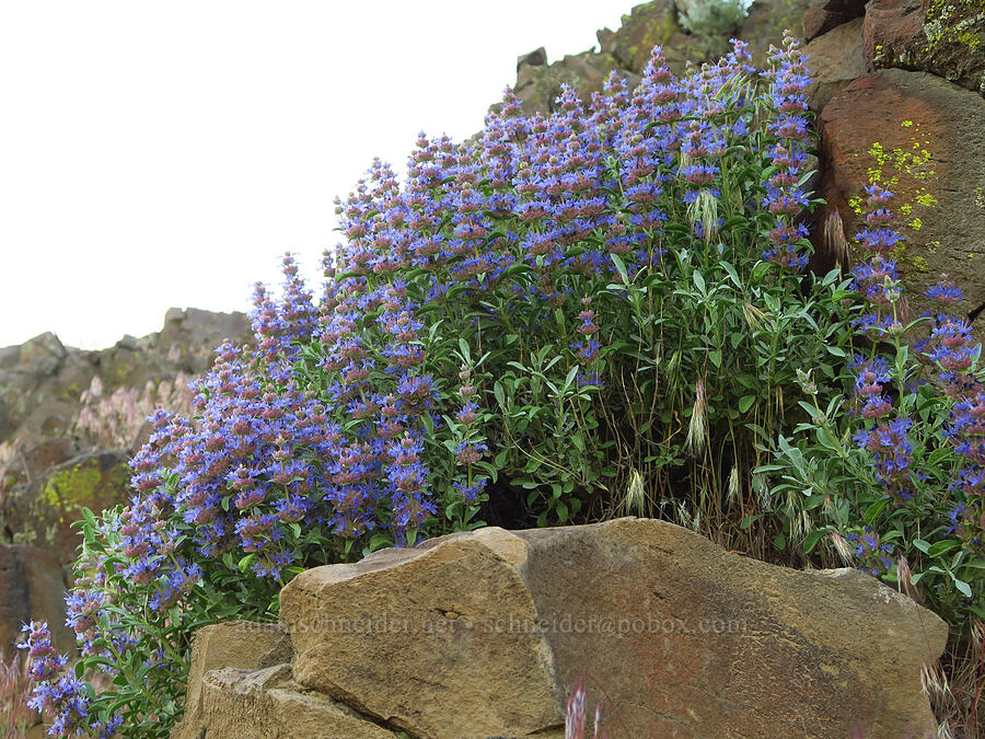 purple sage (Salvia dorrii) [Rocky Coulee Recreation Area, Kittitas County, Washington]