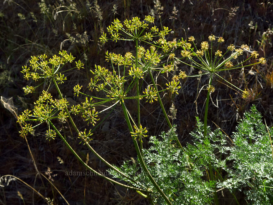 yellow fern-leaf desert parsley (Lomatium dissectum var. multifidum (Lomatium multifidum)) [Highway 821, Kittitas County, Washington]