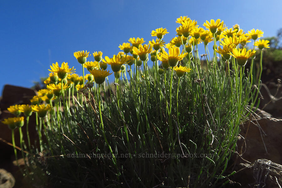 desert yellow daisies (Erigeron linearis) [Umtanum Ridge, Kittitas County, Washington]