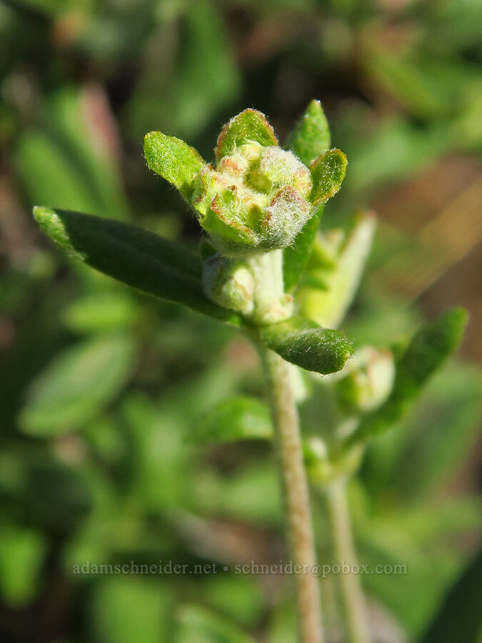 parsnip-flower buckwheat, budding (Eriogonum heracleoides) [Umtanum Ridge, Kittitas County, Washington]