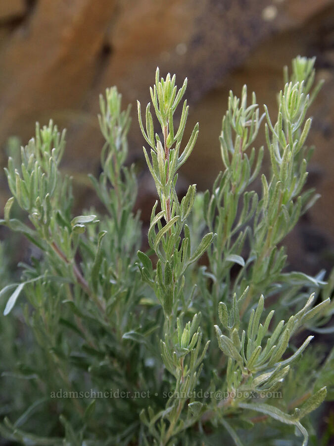 three-tip sagebrush (Artemisia tripartita) [Umtanum Ridge, Kittitas County, Washington]