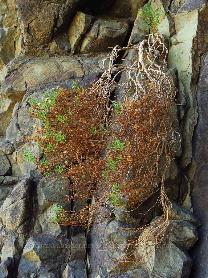 Columbia goldenweed, hanging from a cliff (Ericameria resinosa (Haplopappus resinosus)) [Umtanum Ridge, Kittitas County, Washington]
