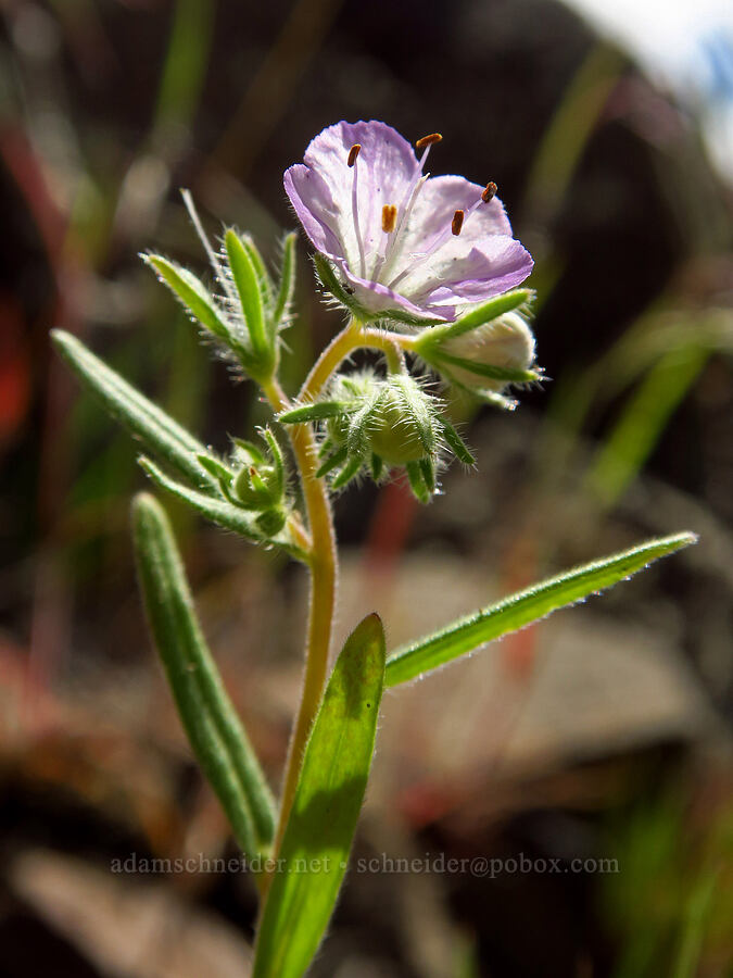 thread-leaf phacelia (Phacelia linearis) [Umtanum Ridge, Kittitas County, Washington]