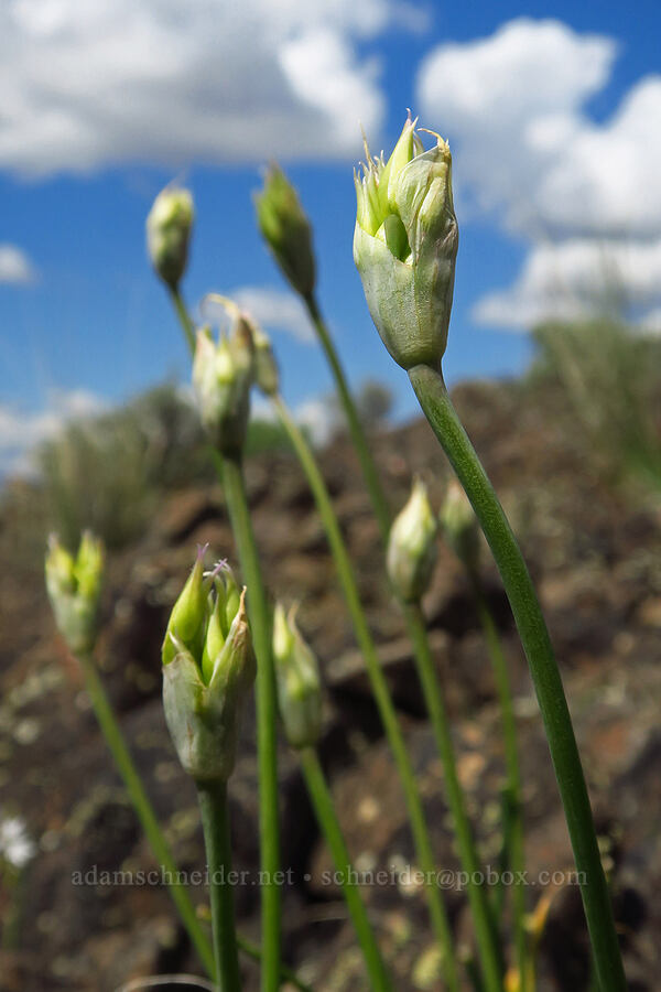 taper-tip onion, budding (Allium acuminatum) [Umtanum Ridge, Kittitas County, Washington]