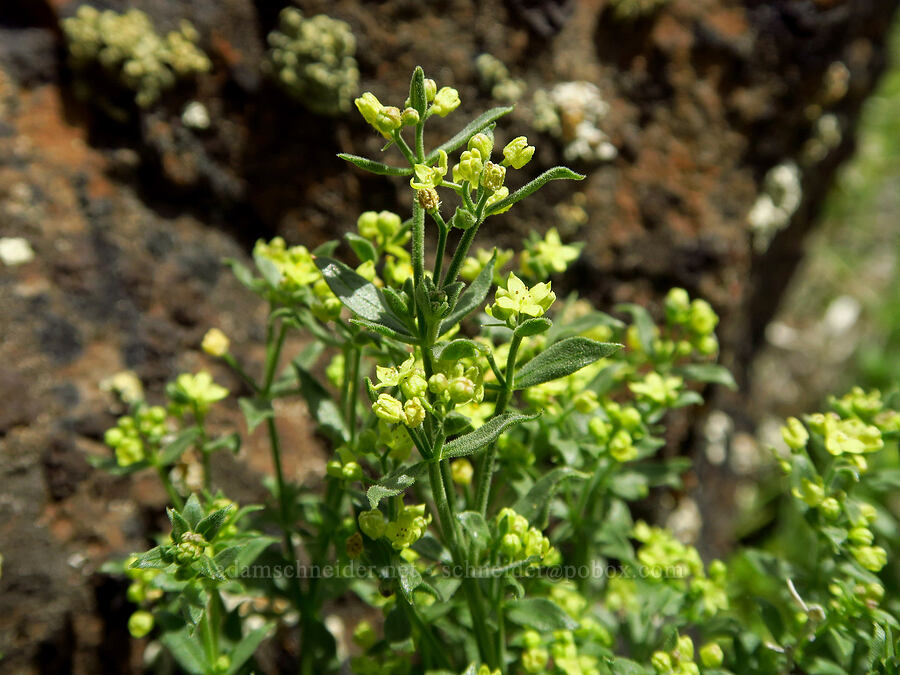 intermountain bedstraw (Galium serpenticum (Galium multiflorum)) [Umtanum Ridge, Kittitas County, Washington]