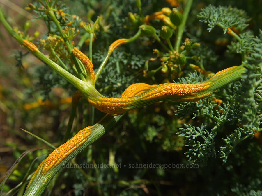 rust fungus on pungent desert parsley (Puccinia jonesii, Lomatium papilioniferum (Lomatium grayi)) [Baldy Mountain Trail, Kittitas County, Washington]