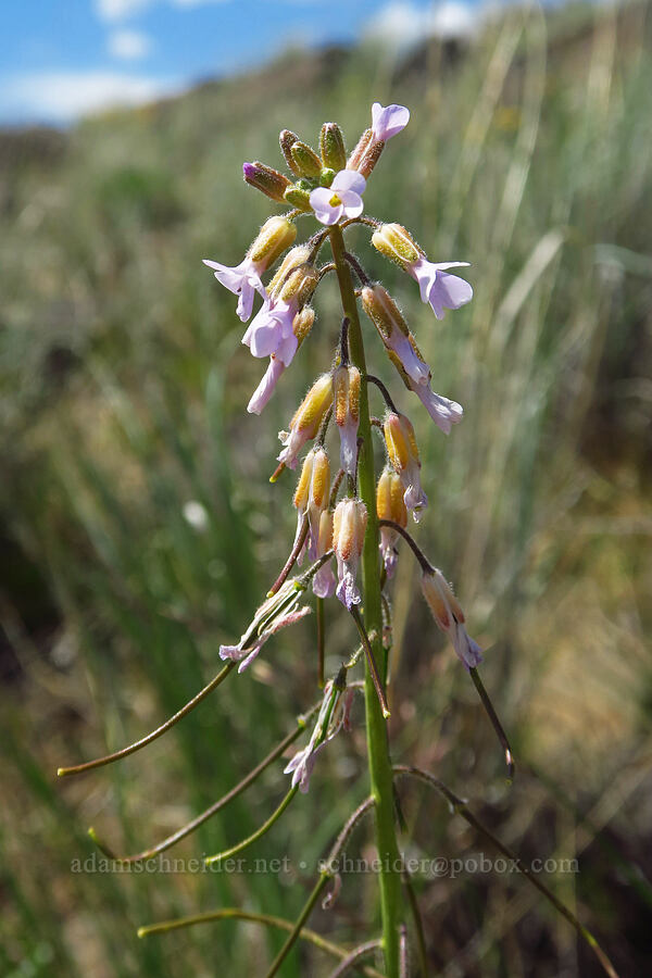 few-flowered rock-cress (Boechera pauciflora (Arabis sparsiflora var. subvillosa)) [Baldy Mountain Trail, Kittitas County, Washington]