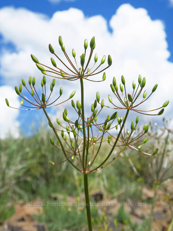 Umtanum desert parsley, going to seed (Lomatium quintuplex) [Baldy Mountain Trail, Kittitas County, Washington]