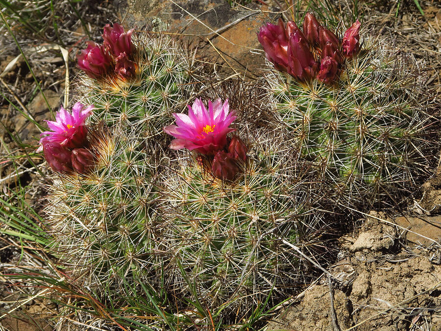 basalt cactus (Pediocactus nigrispinus (Pediocactus simpsonii var. robustior)) [Baldy Mountain Trail, Kittitas County, Washington]