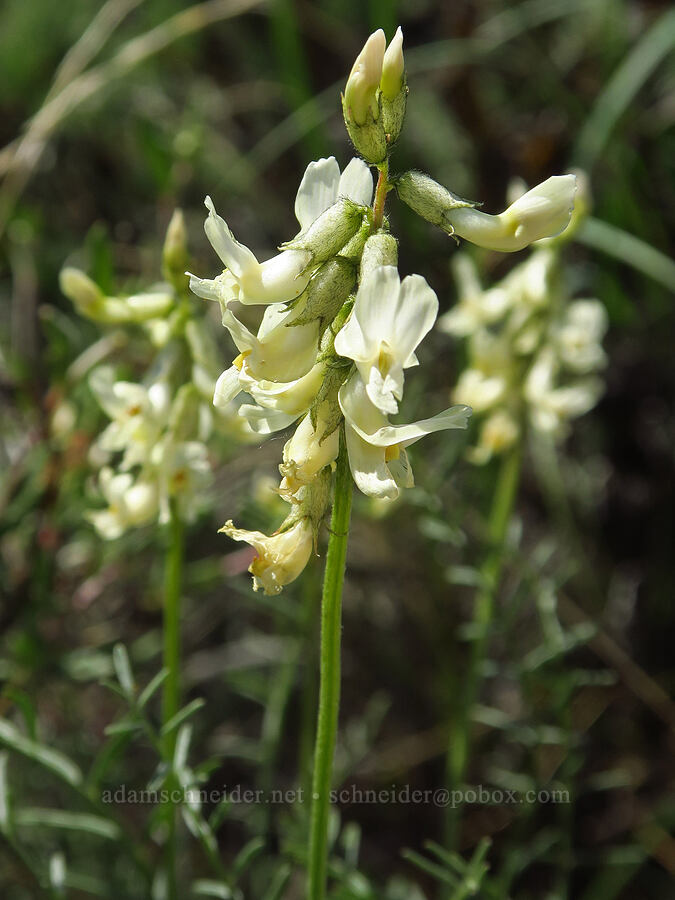 Leiberg's milk-vetch (Astragalus leibergii) [Baldy Mountain Trail, Kittitas County, Washington]