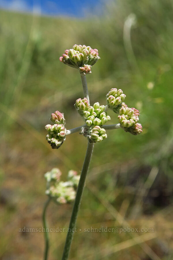 Blue Mountain buckwheat, budding (Eriogonum strictum var. proliferum) [T. P. Jim Trail, Kittitas County, Washington]