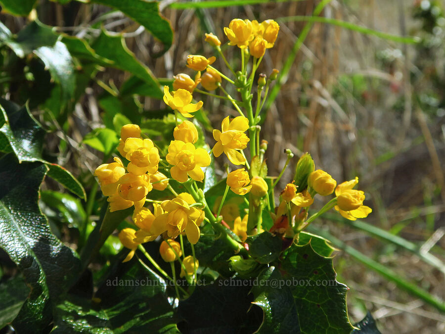 Oregon-grape flowers (Mahonia aquifolium (Berberis aquifolium)) [Umtanum Creek Canyon, Kittitas County, Washington]