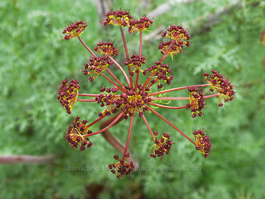 purple fern-leaf desert parsley (Lomatium dissectum var. multifidum (Lomatium multifidum)) [Umtanum Creek Canyon, Kittitas County, Washington]