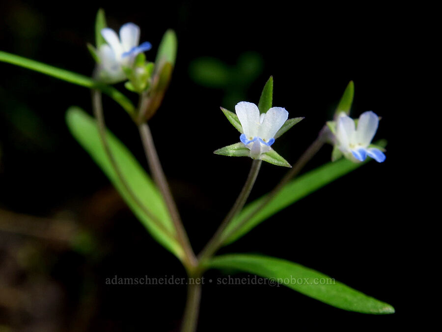 small-flowered blue-eyed-Mary (Collinsia parviflora) [Umtanum Creek Canyon, Kittitas County, Washington]