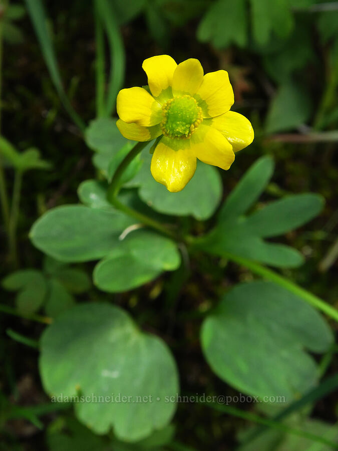 sagebrush buttercup (Ranunculus glaberrimus) [Umtanum Creek Canyon, Kittitas County, Washington]