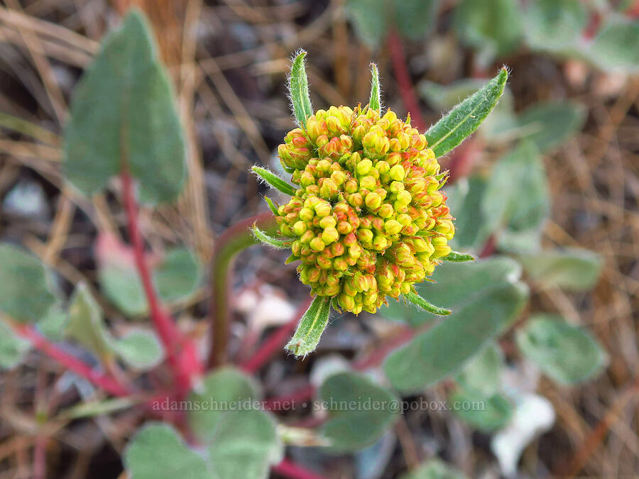 heart-leaf buckwheat, budding (Eriogonum compositum) [Umtanum Creek Canyon, Kittitas County, Washington]