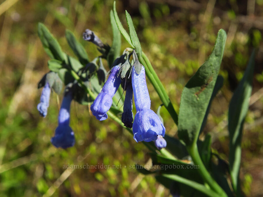 long-flowered bluebells (Mertensia longiflora) [Umtanum Creek Canyon, Kittitas County, Washington]