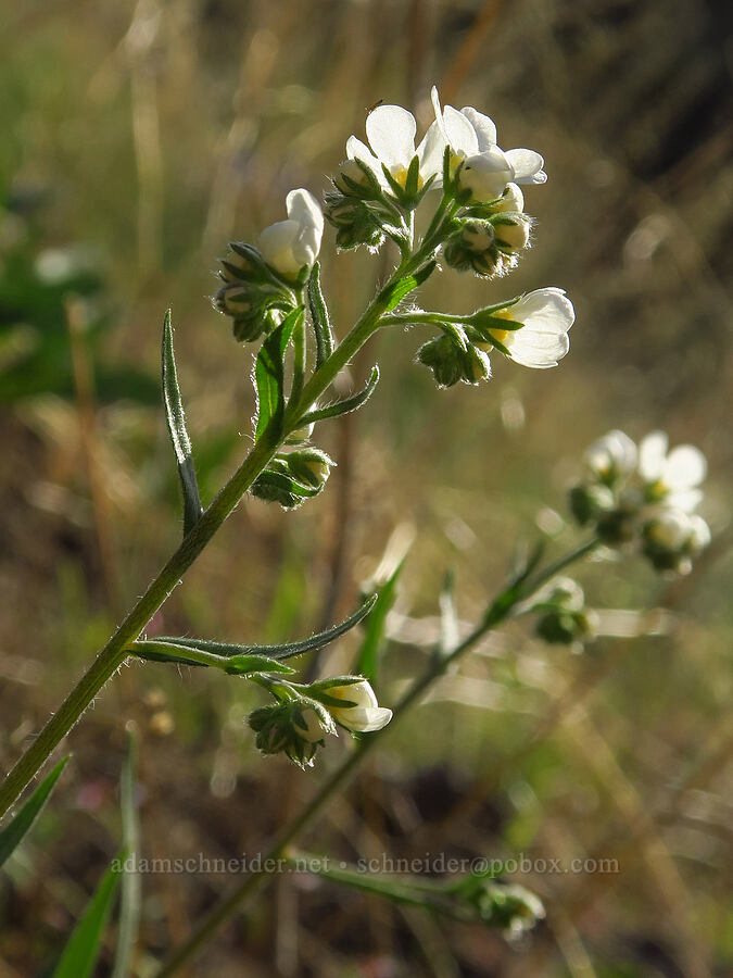 sagebrush stick-seed (Hackelia diffusa var. arida) [Umtanum Creek Canyon, Kittitas County, Washington]