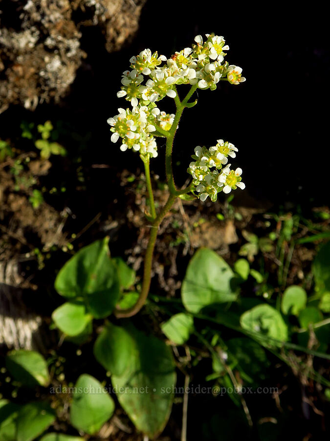 brittle-leaf saxifrage (Micranthes fragosa (Saxifraga integrifolia var. claytoniifolia)) [Umtanum Creek Canyon, Kittitas County, Washington]