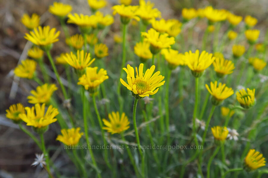 desert yellow daisies (Erigeron linearis) [Umtanum Creek Canyon, Kittitas County, Washington]