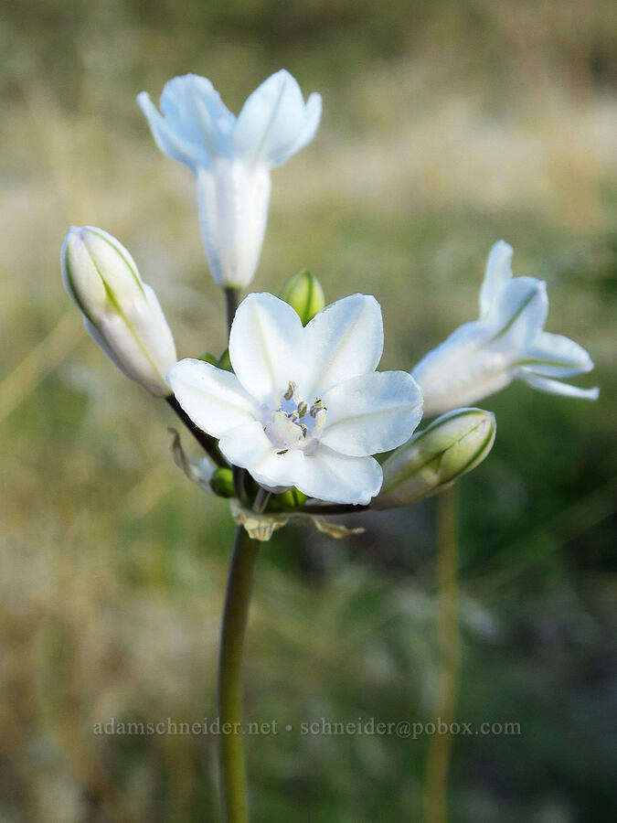 white large-flowered triteleia (Triteleia grandiflora) [Umtanum Creek Canyon, Kittitas County, Washington]