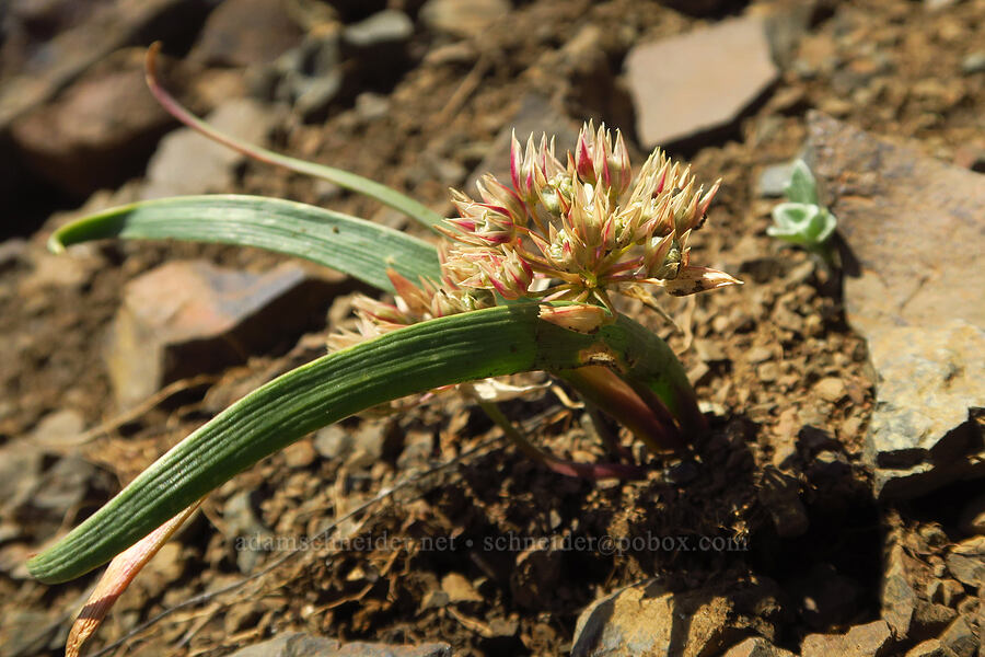 Tolmie's onion, going to seed (Allium tolmiei) [Anatone Butte, Umatilla National Forest, Asotin County, Washington]
