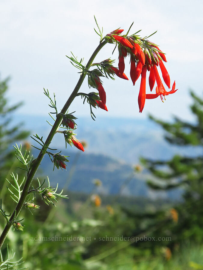 scarlet gilia (Ipomopsis aggregata) [Anatone Butte, Umatilla National Forest, Asotin County, Washington]