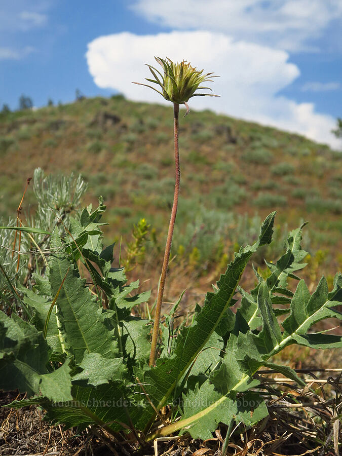 serrate balsamroot, going to seed (Balsamorhiza sericea) [Anatone Butte, Umatilla National Forest, Asotin County, Washington]