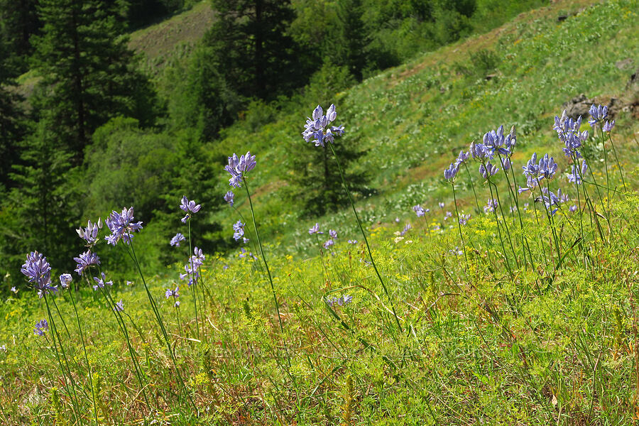 cluster lilies & desert parsley (Triteleia grandiflora, Lomatium sp.) [Anatone Butte, Umatilla National Forest, Asotin County, Washington]