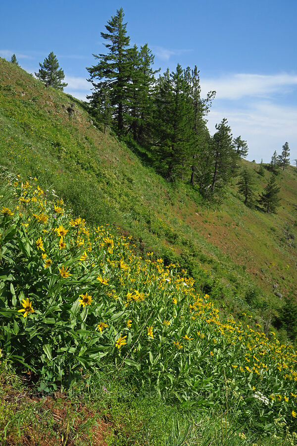 Douglas' sunflowers (Helianthella uniflora) [Anatone Butte, Umatilla National Forest, Asotin County, Washington]