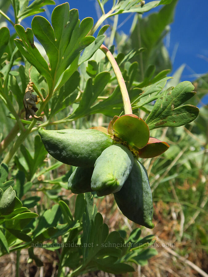 Brown's peony fruits (Paeonia brownii) [Anatone Butte, Umatilla National Forest, Asotin County, Washington]