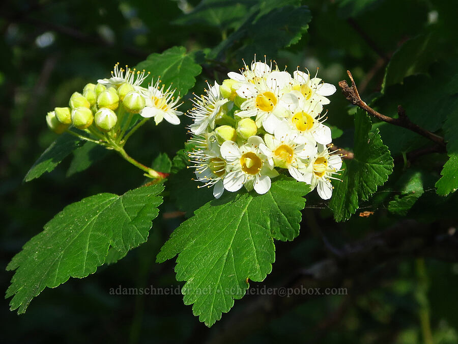 mallow-leaf nine-bark (Physocarpus malvaceus) [Anatone Butte, Umatilla National Forest, Asotin County, Washington]