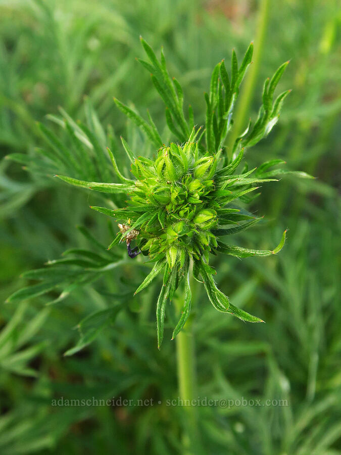 comb-leaf cinquefoil, budding (Potentilla gracilis var. elmeri) [Anatone Butte, Umatilla National Forest, Asotin County, Washington]